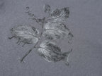 Magical garden long-sleeve t-shirt