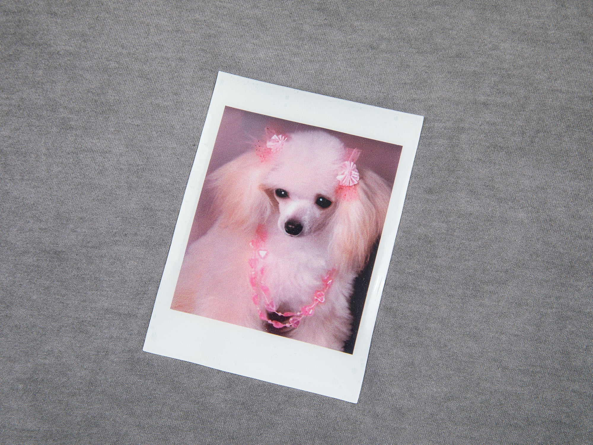 Puppy polaroid printed t-shirt